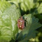 Auch wieder da - Beerenwanze (Dolycoris baccarum)