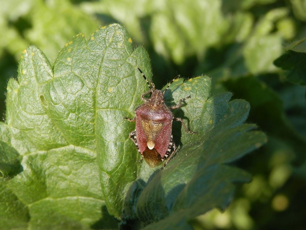 Auch wieder da - Beerenwanze (Dolycoris baccarum)