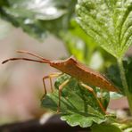 Auch wieder da - Braune Randwanze (Gonocerus acuteangulatus)