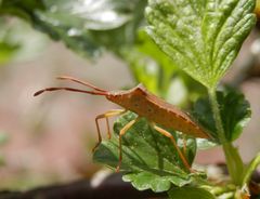 Auch wieder da - Braune Randwanze (Gonocerus acuteangulatus)