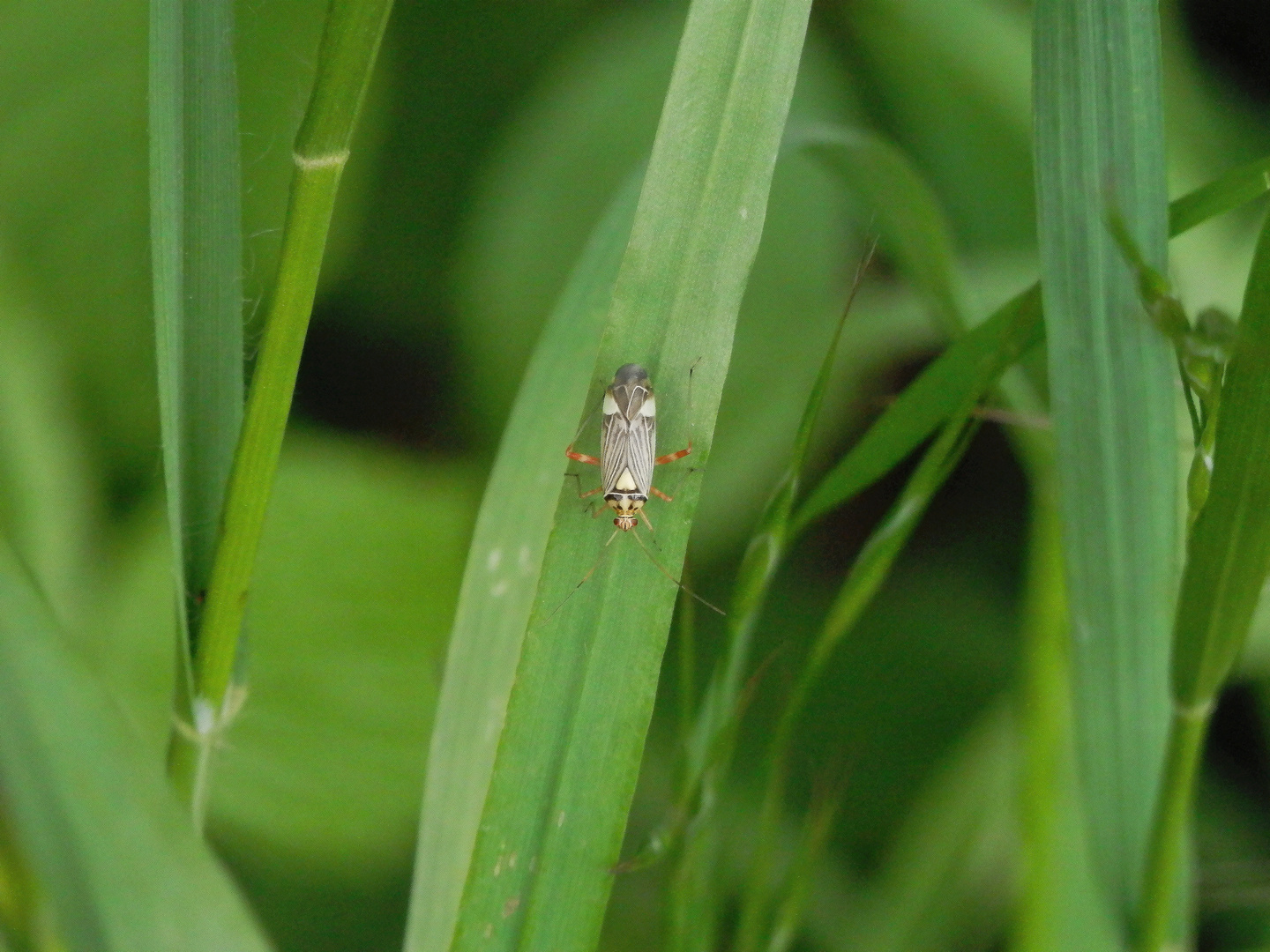 Auch wieder da - die Eichen-Schmuckwanze (Rhabdomiris striatellus)