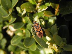 Auch wieder da - eine Zimtwanze (Corizus hyoscyami) auf Buchsbaum