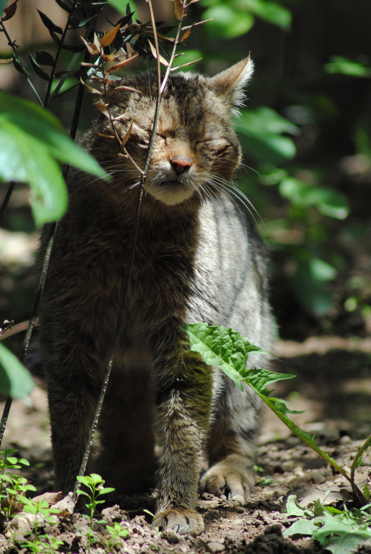 Auch Wildkatzen brauchen mal eine Auszeit...