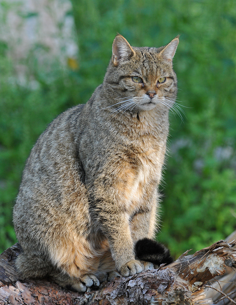 (Auch) Wildkatzen lieben Abendsonne 02