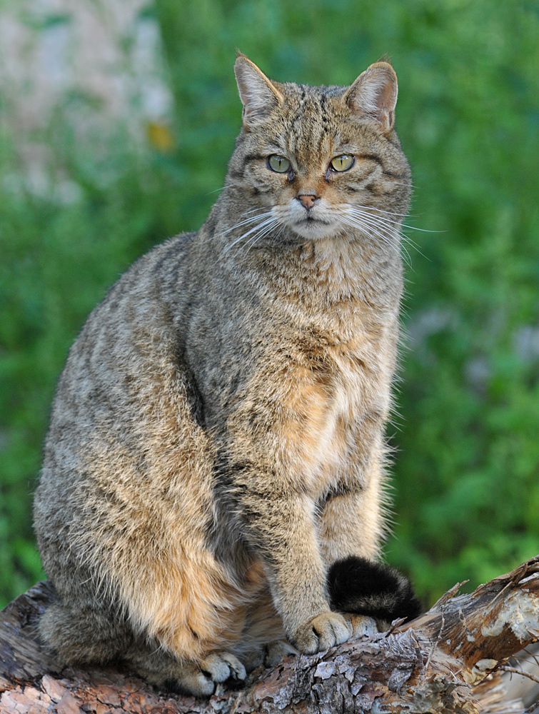 (Auch) Wildkatzen lieben Abendsonne 02