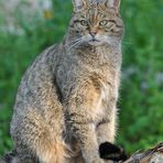 (Auch) Wildkatzen lieben Abendsonne 02