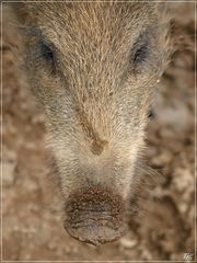 Auch Wildschweine......