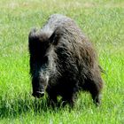 Auch Wildschweine müssen mal müssen