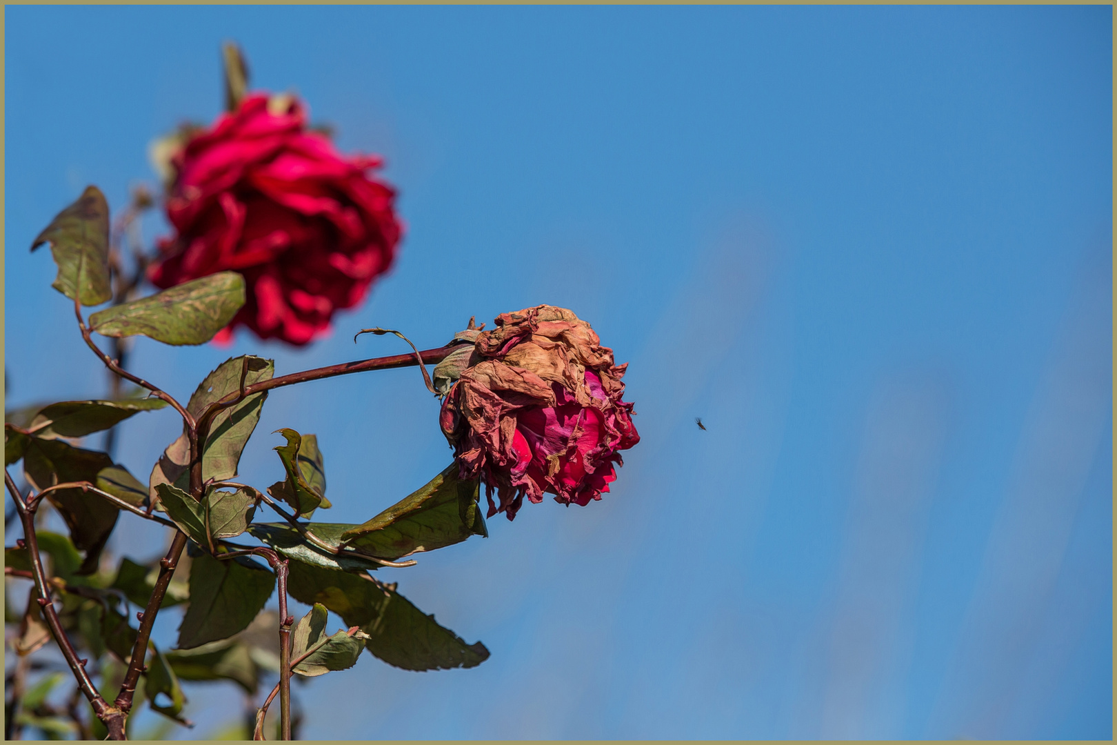 auch Winterrosen bekommen schon die ersten 'Besucher'