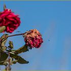 auch Winterrosen bekommen schon die ersten 'Besucher'