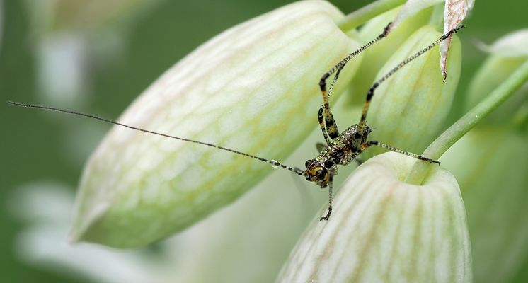 AUCH WINZLINGE WERDEN EINMAL GROSS