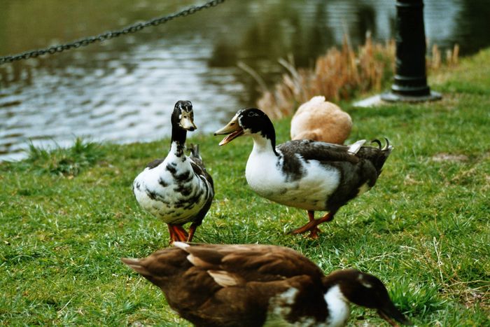 Auch wir haben Enten, sie fressen aus der Hand und wollen sogar in die