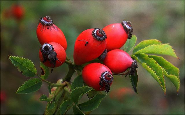 Auch wir waren einmal Blümchen