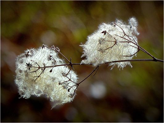 Auch wir waren einmal Blümchen