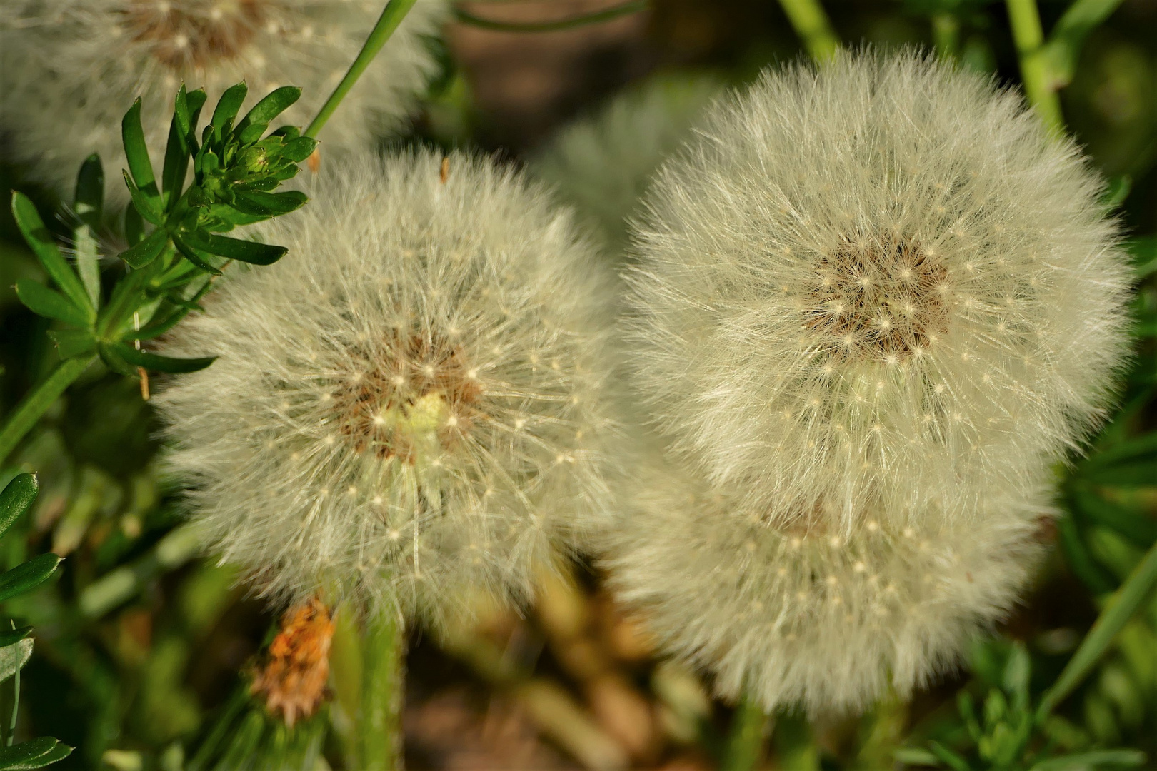 Auch wir waren einmal Blumen