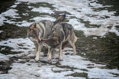 Auch Wölfe spüren den Frühling