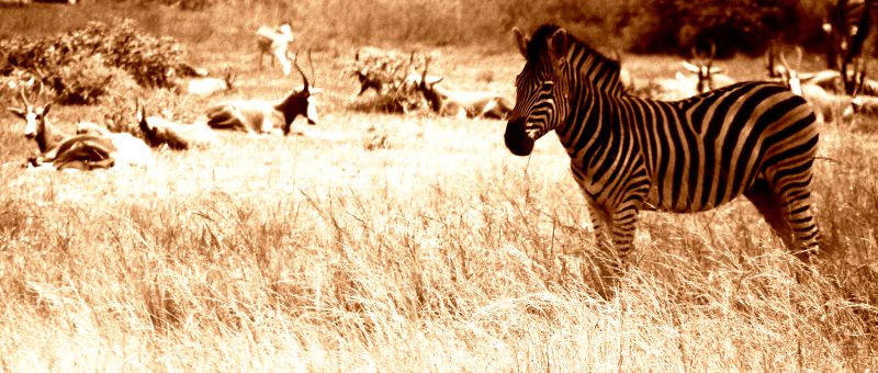 Auch Zebras chillen...