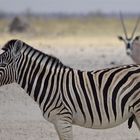 auch Zebras lachen