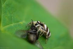 Auch Zebraspinnen haben hunger