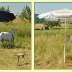Auch Ziegen brauchen einen Sonnenschirm