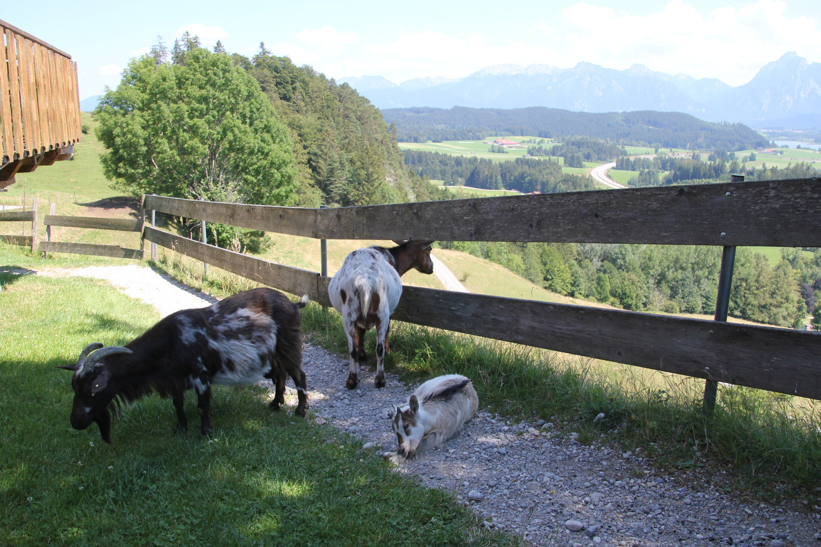 Auch Ziegen genießen den Ausblick auf die Alpen