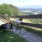 Auch Ziegen genießen den Ausblick auf die Alpen