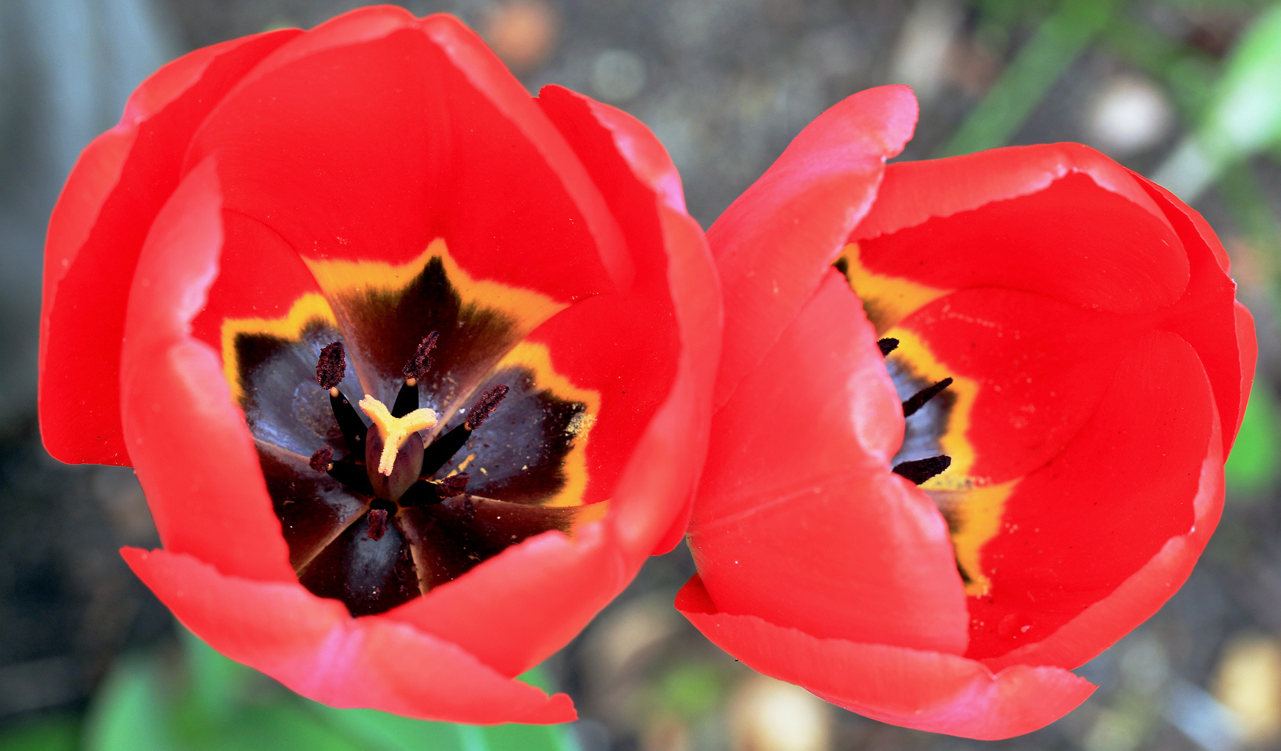 Auch zwei Tulpen im Garten...