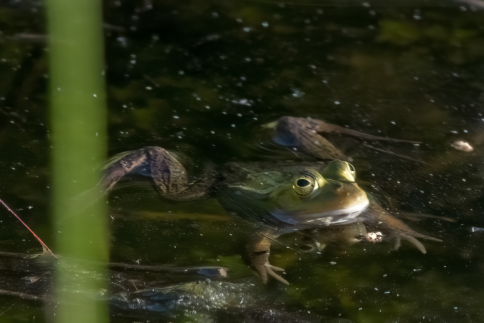 Auchmal ein Frosch