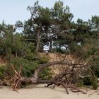 Aucune pitié pour la dune