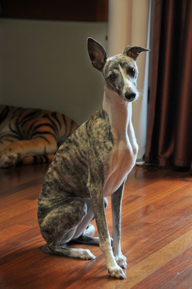 Audrey, una tenera Levrierina Whippet