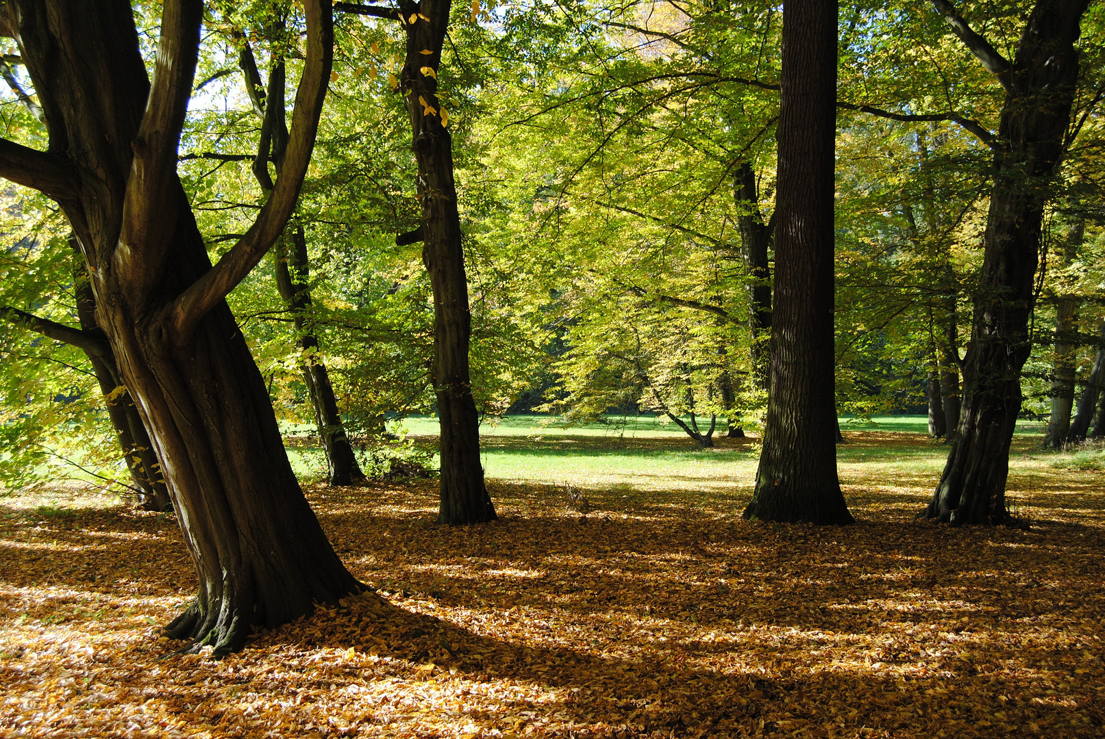 Aue bei Herbst II