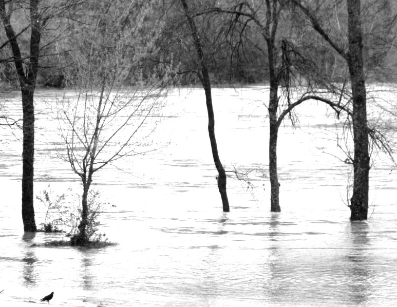 Auen bei Hochwasser