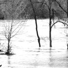 Auen bei Hochwasser