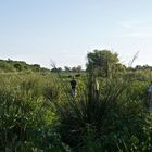 Auen der Paraná-Bañados del Paraná 3