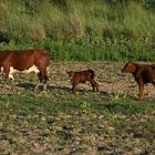 Auen der Paraná-Bañados del Paraná 4