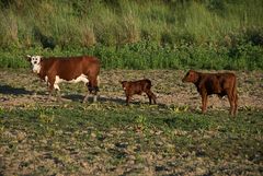 Auen der Paraná-Bañados del Paraná 4