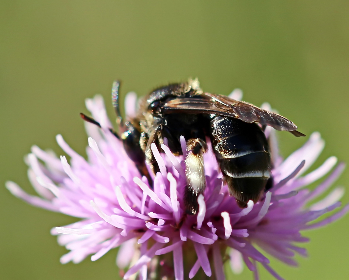 Auen-Schenkelbiene (Macropis europaea)