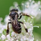 Auen-Schenkelbiene (Macropis europaea)