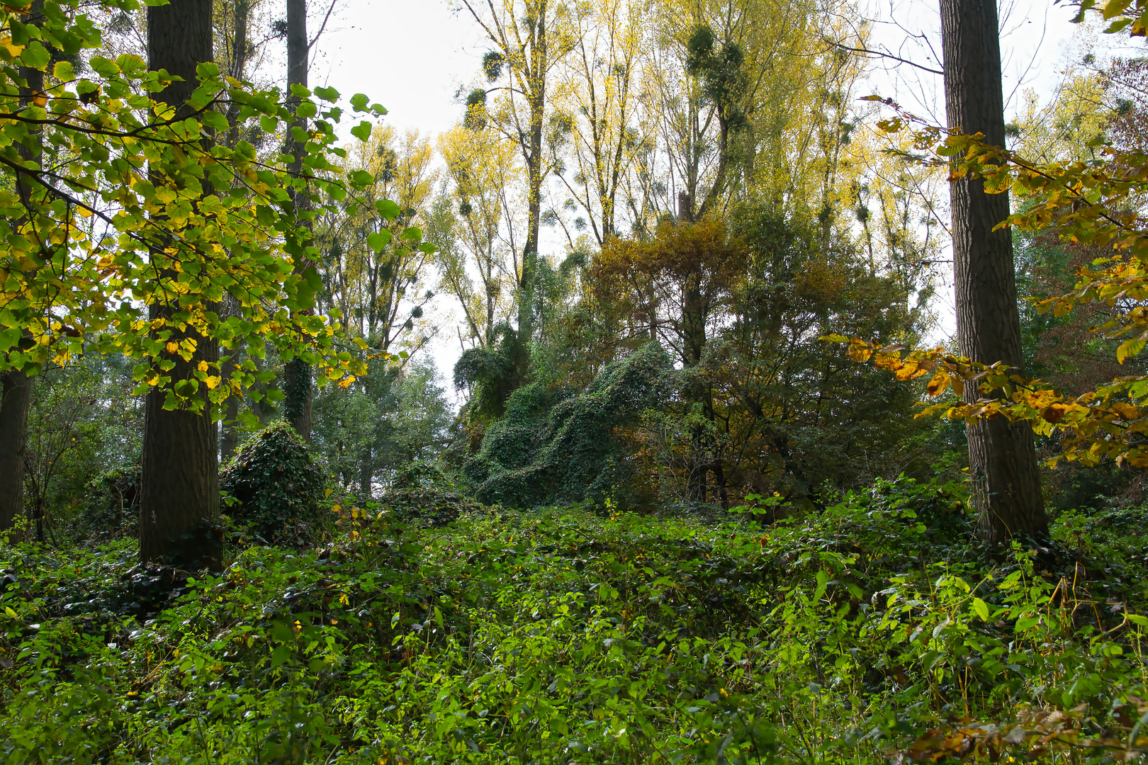 Auendschungel am Niederrhein