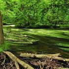 Auenfluss mit blühenden flutenden Hahnenfüssen