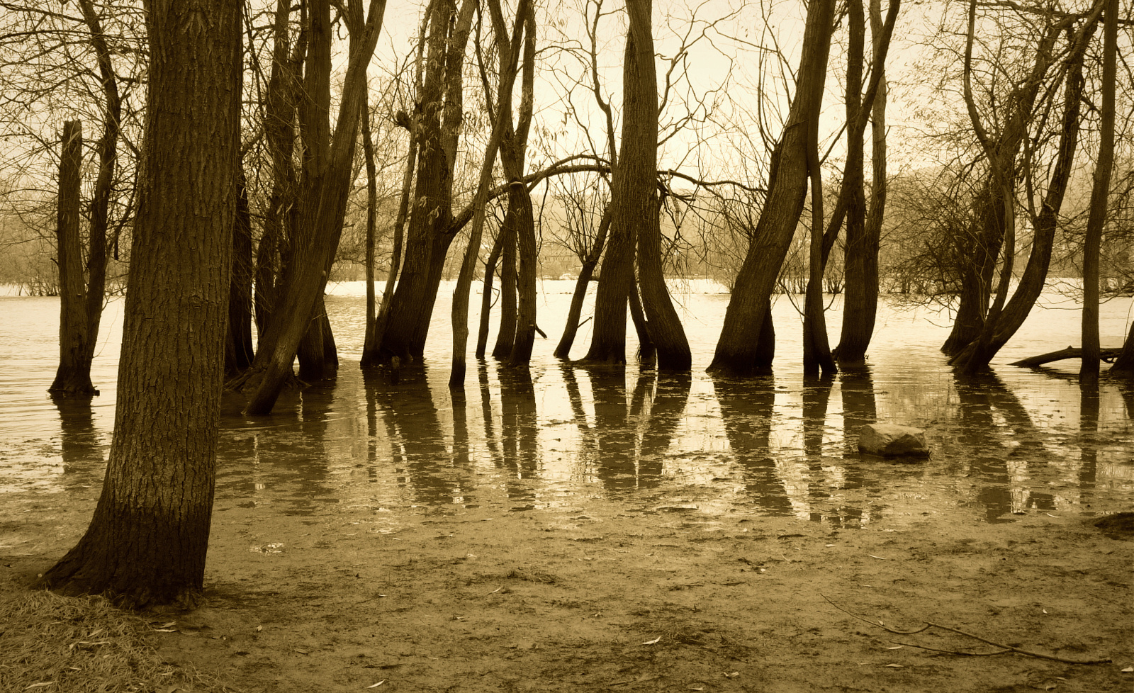 Auenhochwasser am Rhein