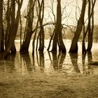 Auenhochwasser am Rhein