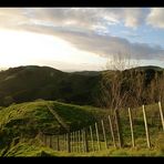 Auenland? Coromandel Hills II