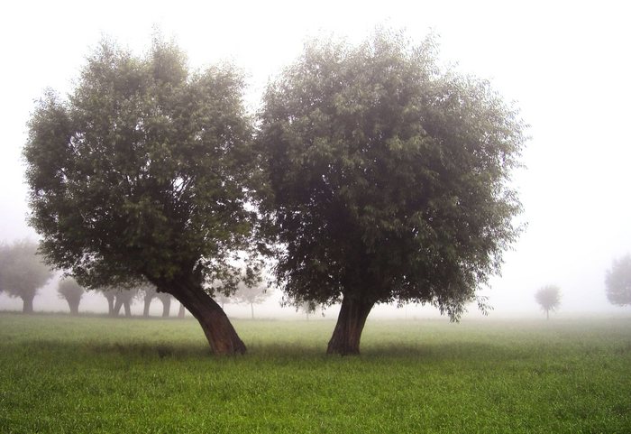 Auenlandschaft