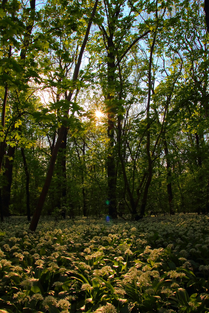 Auenlandschaft 