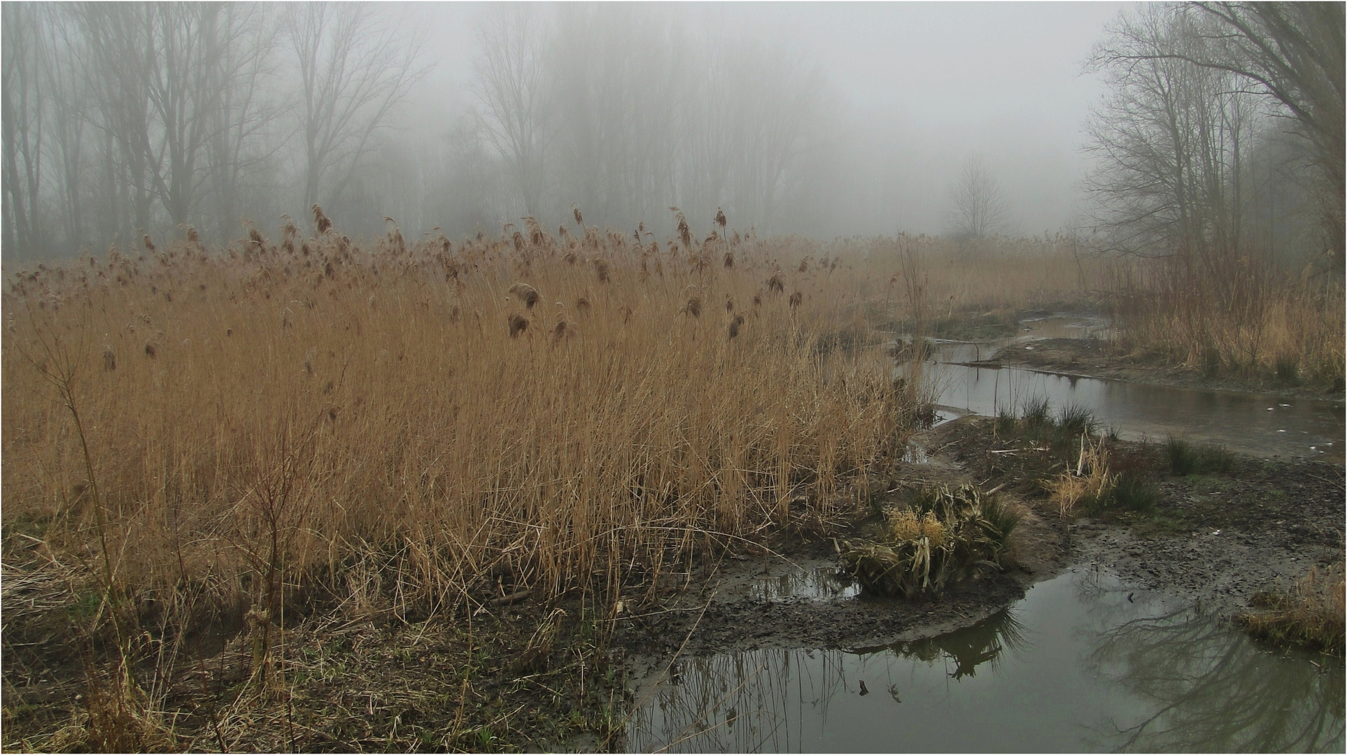 Auenlandschaft