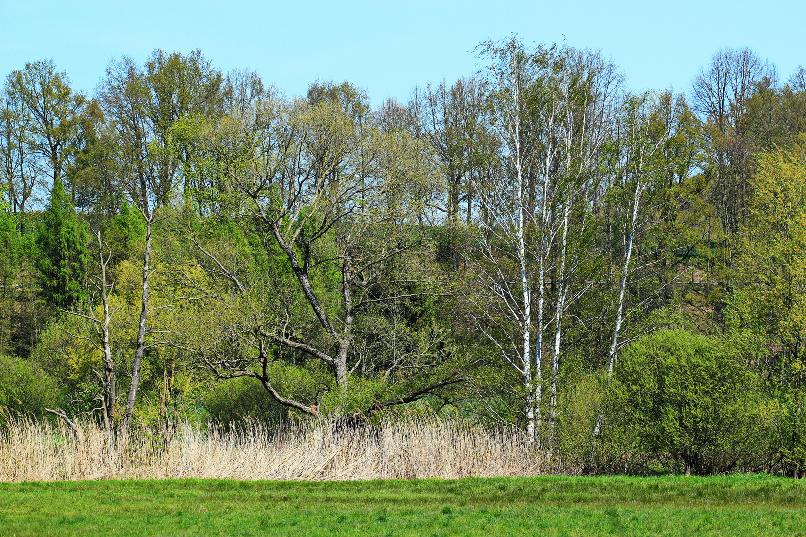 Auenlandschaft