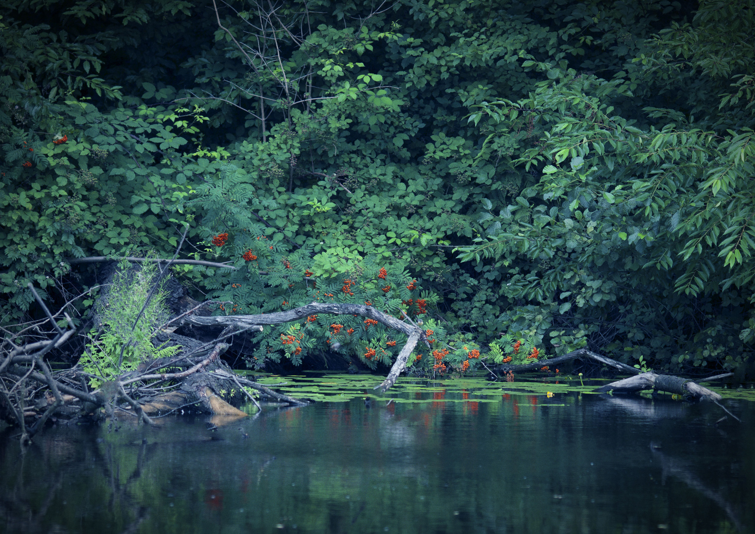 Auenlandschaft