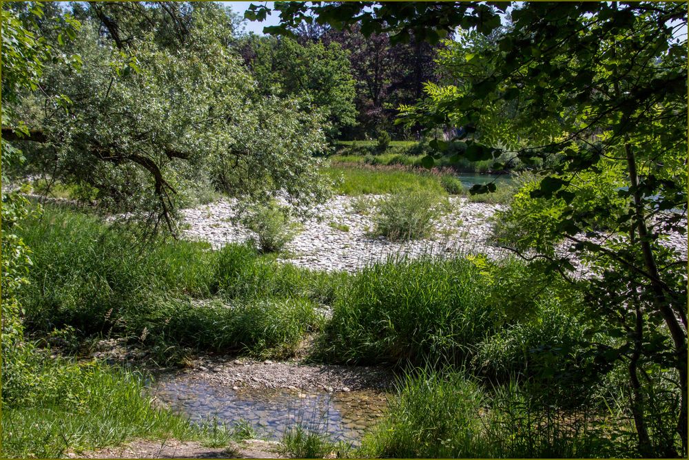 Auenlandschaft Aare...