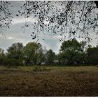 Auenlandschaft am Rhein (I)